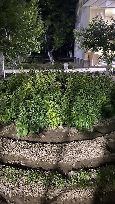 гречневая мука бишкек: Пионы буулдан дагы коп бар — 1