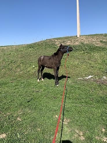 Продаю | Жеребенок | Конный спорт