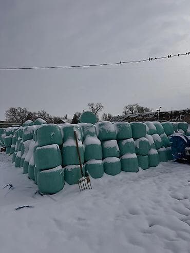 Силос 1.5 года Россыпью 7 сом В брикетах 9 сом СВЫШЕ ТОННЫ ДОСТАВКА ПО