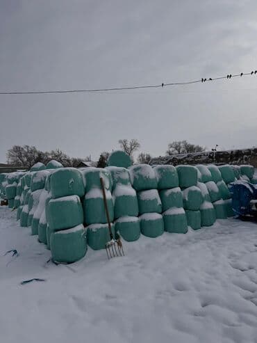 кормовая сера: Силос 1.5 года Россыпью 7 сом В брикетах 9 сом СВЫШЕ ТОННЫ ДОСТАВКА ПО — 3