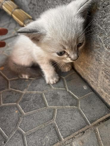 шотландский котенок: Котята, домашние, короткошёрстные. Описание: - Возраст на фото — 2