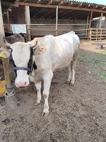 кукуруза цена бишкек: Продаю | Корова (самка) | Для молока | Привязанные — 2