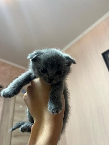 Продажа кошек: Предлогаются к бронированию 3 девочки и 2 мальчика серый и кремовый !! — 7