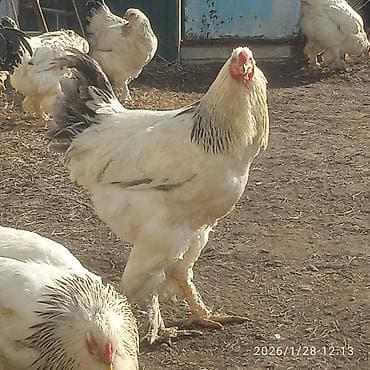 кошки мейн кун: Продаю | Куры, Петух | Брама | Для разведения — 1