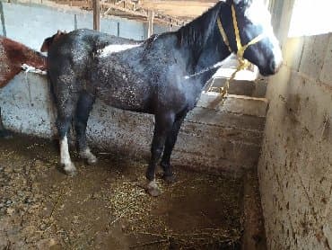 породистые козы: Продаю | Жеребец, Жеребенок, Кобыла (самка) — 2