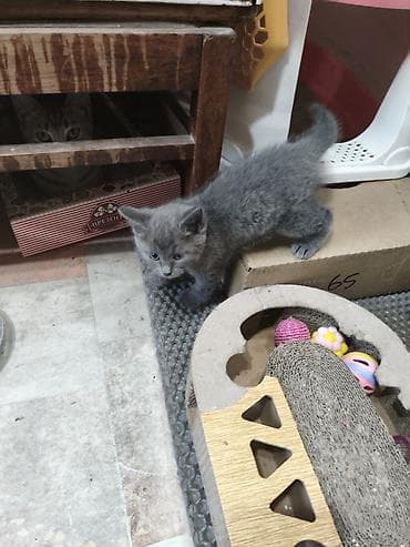 Продажа кошек: Британская короткошёрстная, 1 месяц, Мальчик, Голубой, Приучена к лотку — 3