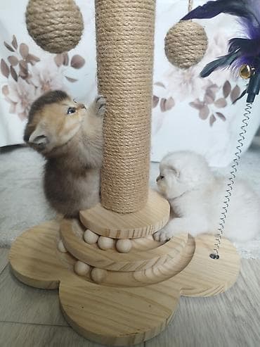 Открыли бронь на наших шотландских котят 🐾 Малышам уже 1 месяц, растут