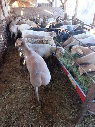 купить кошку бишкек: Продаю | Ягненок | Полукровка | На забой | Ярка — 6