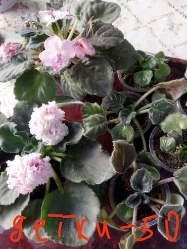 фикус али: Домашние комнатные растения — черенки и молодые кустики В — 11