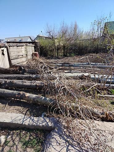 Дрова Тополь