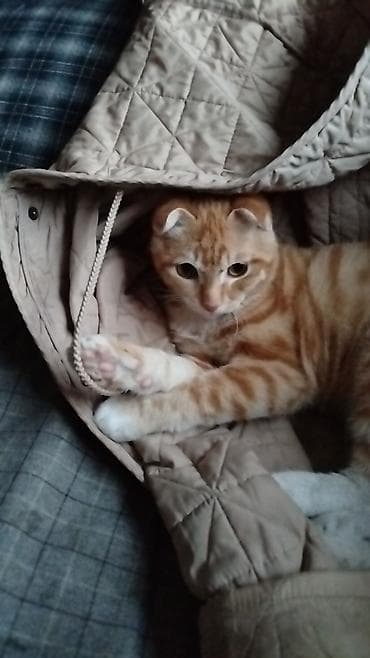 алабай бишкек: Шотландский вислоухий кот, окрас рыжий табби с белым. Крупные янтарные — 2