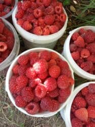 Продается саженцы малины в Беловодске сорт Маравилла. Осталось 100штук