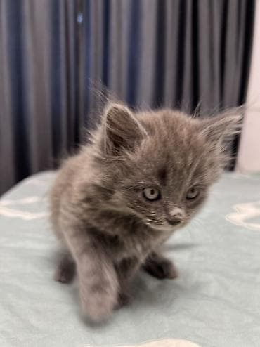 Кошки: Продаем котят девочки 45 дней, полностью уже готовые, к лотку — 9