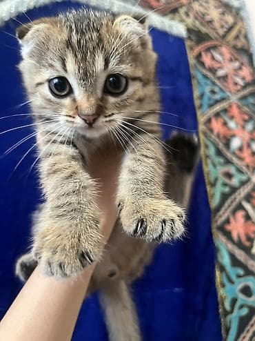 мышык бишкек: Шотландский вислоухий котёнок (скоттиш-фолд) - Пол: девочка - Окрас — 5