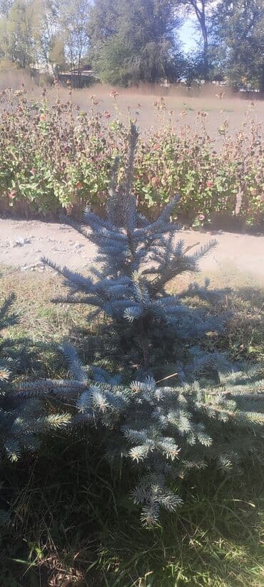 декоративный голубой ель: Саженцы деревьев: Ели — 5