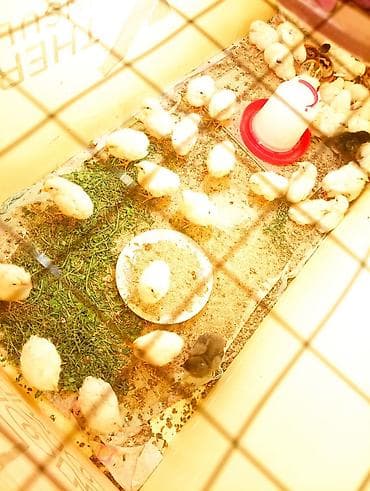 бек абад: Продаю | Цыплята | Бройлерная | На забой — 1