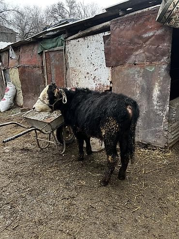 Продаю | Бык (самец) | Ангус | Для разведения