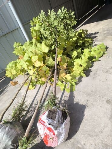 семена чеснока: Продаю саженцы хвойные. Можжевельник. Туя коллоновидная.Туя книжка — 14