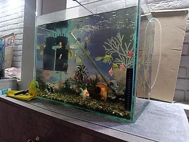 fish eye: Аквариумный комплект с рыбами и оборудованием - Прямоугольный — 4
