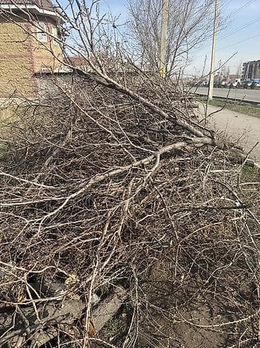 Бюро находок: БЕСПЛАТНО Дрова/ветки после обрезки деревьев - Сложенные поленья — 2