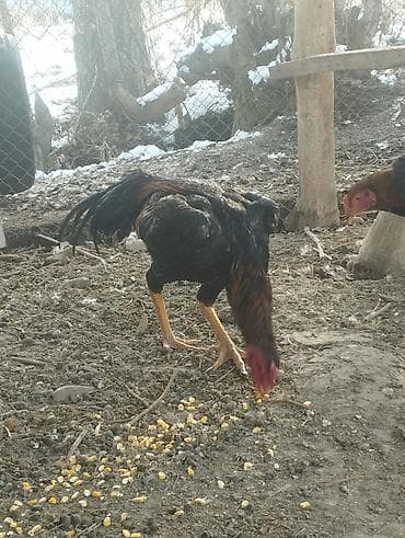 Другие животные: Продаю | Петух | Дакан | Для разведения, Для боев — 1