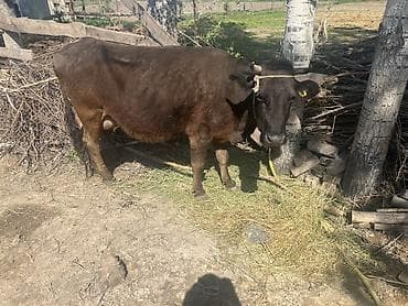 щенки китайской хохлатой собаки: Продаю | Корова (самка) | Полукровка | Для молока | После отела — 2