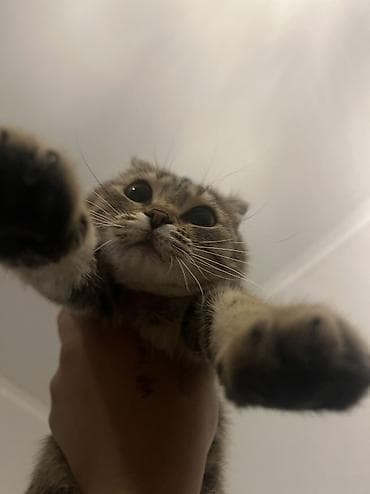 кошки шотландский: Скотиш Фолд (Шотландская вислоухая), 7 месяцев, Девочка, Приучена к лотку, Проглистована, С документами — 5