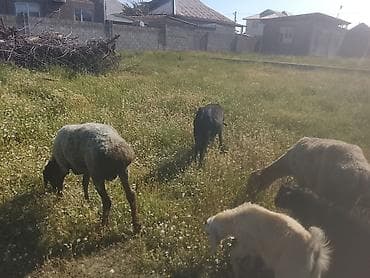 бараны гиссарской породы: Продаю | Овца (самка) | Для разведения — 3