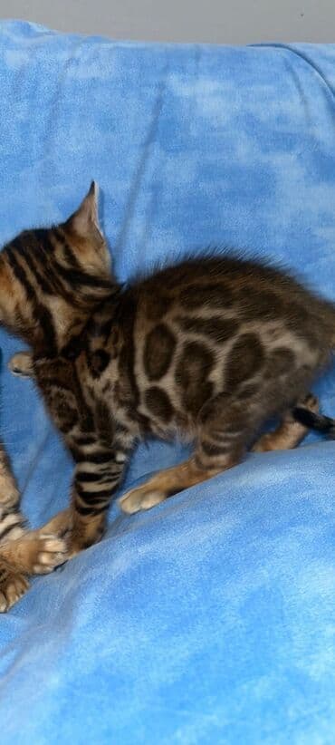 кошки в бишкеке: Бенгальская, 1 месяц, Мальчик, Шоколадный, С документами, Приучена к лотку, Проглистована — 8