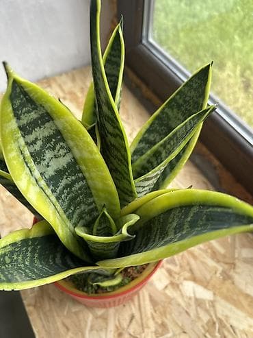 Сансевиерия (Sansevieria trifasciata) карликовая разновидность
