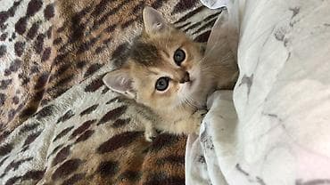 британская кошка шиншилла: Скотиш Страйт (Шотландская прямоухая), 1 месяц, Мальчик, Золотая шиншилла, Приучена к лотку — 3