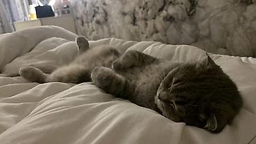 машинка для животных: Шотландская вислоухая кошка (Scottish Fold) - Окрас: серый табби — 3