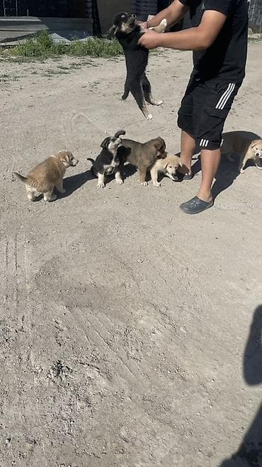 собака шенки: Продаются щенки пол крови им по 2месяцев мама хатико папа лайка Кому — 4