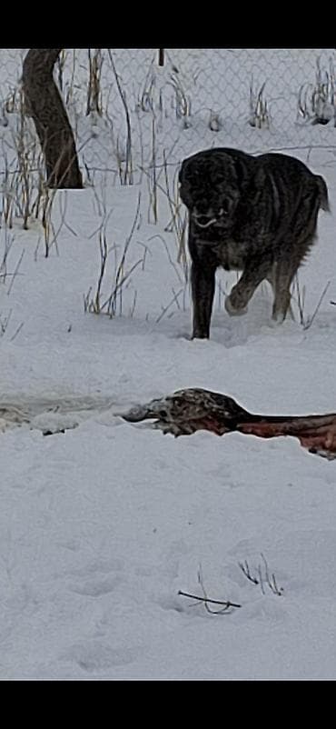 собаки продажа: . абориген. старотипная средниазиатская Щенки крупной рабочей породы — 2