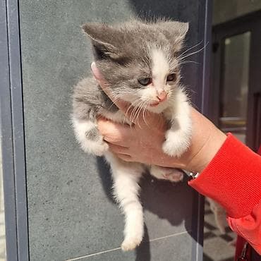 белый хомяк: Очаровательные котята, короткошёрстные, с плюшевой мягкой шерстью и — 2