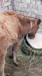 Иттер: Сатам | Кунаажын | Көбөйтүү үчүн — 8