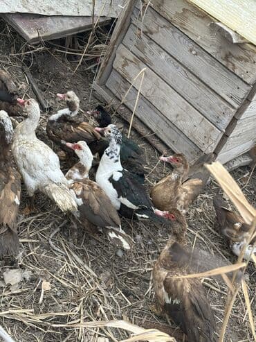 Рыбы: Утки 70 голов оптом — 10