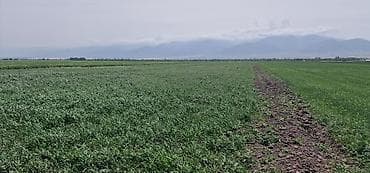 продаю дом с воронцовка: 450 соток, Для сельского хозяйства, Тех паспорт, Договор купли-продажи — 1