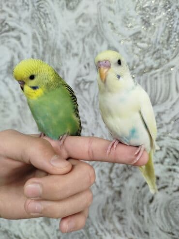 цесарка цена бишкек: Ассаламу Алейкум туугандар Папугай даяр пара 🦜 сатылат! Колго — 3