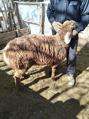 бамбуковая мышь: Продаю | Овца (самка) | Арашан | Для разведения | Ярка — 3