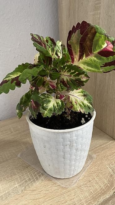светы: Глоксиния комнатная в горшке (Gloxinia, Sinningia speciosa) - Крупные — 8