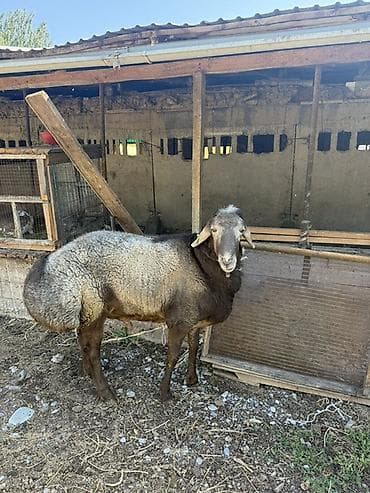 мышка ош: Сатам | Кочкор (эркек) | Көбөйтүү үчүн | Жасалма жол менен боозутуу — 2