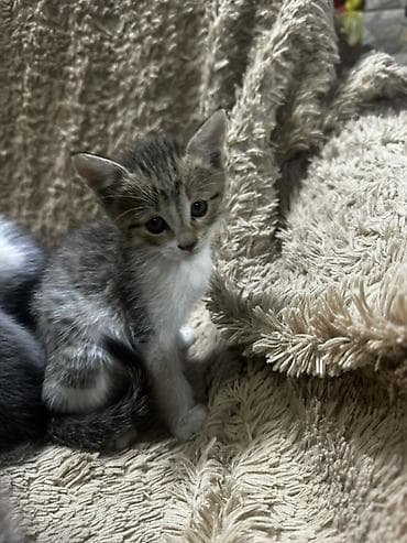 кошка табби: Котята-домоседы, помёт разного окраса: - дымчато-чёрные пушистики - — 9