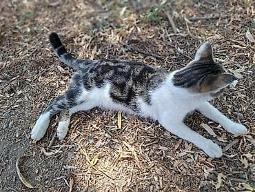 собаки бишкек: Кошка даром: Беспородная, 1 год, Мальчик, Приучена к лотку — 4