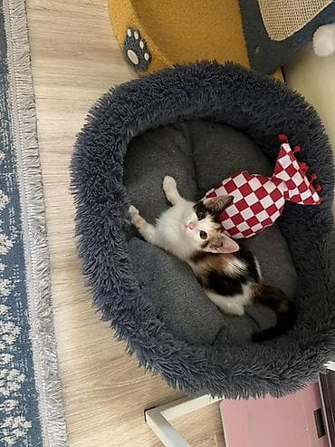сова живая: 4 месяца, Девочка, Приучена к лотку — 2