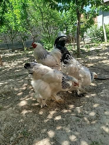 яицо брама: Продаю | Инкубационные яйца | Брама | Для разведения — 3