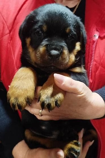 ротве: 🐾Щенки породы ротвейлер.🐾 - Окрас: классический чёрный с чёткими — 3