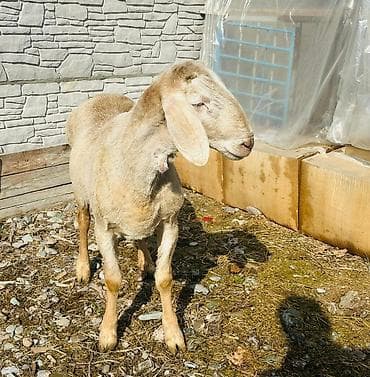 животные собака: Продаю | Овца (самка), Ягненок, Баран (самец) | Гиссарская, Арашан | Для разведения | Племенные — 2