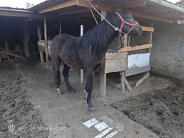 Продаю | Конь (самец) | Рабочий