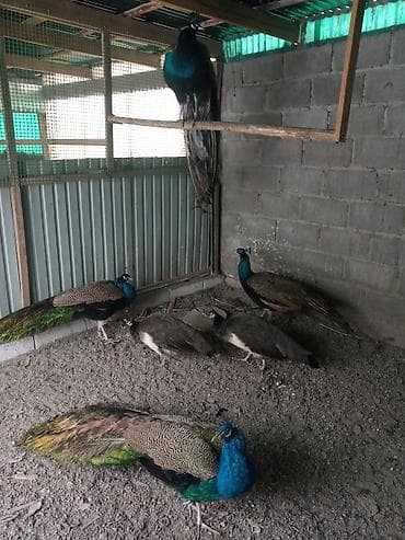 Услуги ветеринара: Продам павлинов — 4